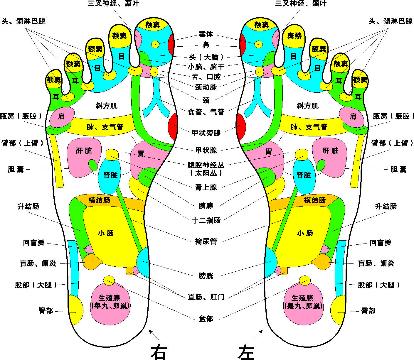 569海报印制海报展板素材15脚底穴位按摩图 非高清图