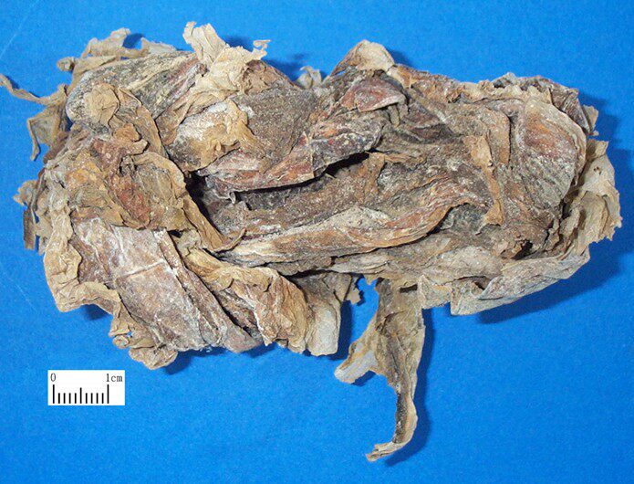 昆布 500g别名:纶布 海昆布 江白菜 海草