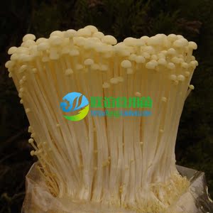 食用菌菌种 黄金针菇优质种 金针菇菌种 金针菇【高产406】原种