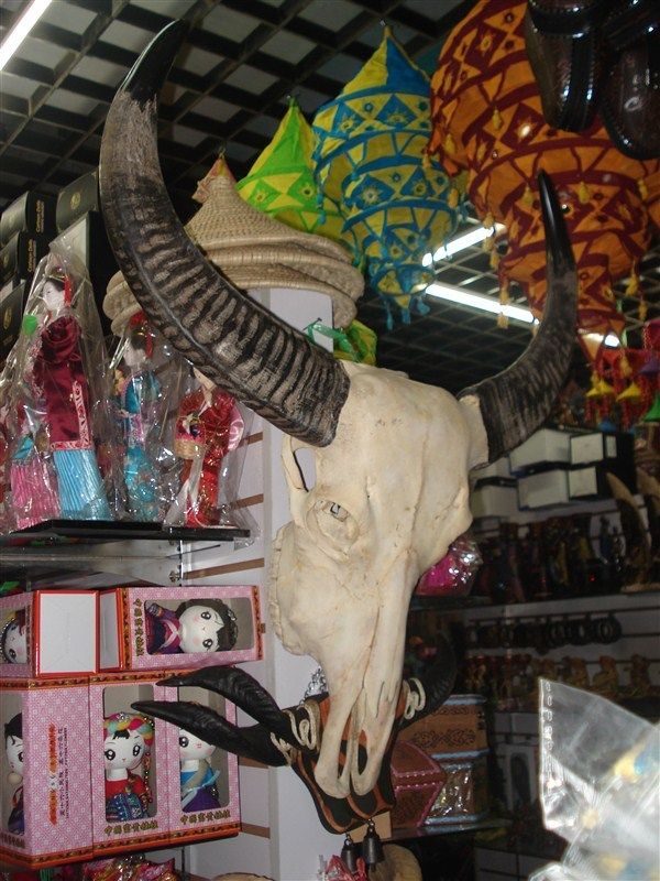 正宗天然大水牛头骨标本 牛头工艺品农家乐酒店装饰摆件挂饰