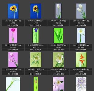 花卉花朵图片 花枝花瓣 一支鲜花 素材图片图库