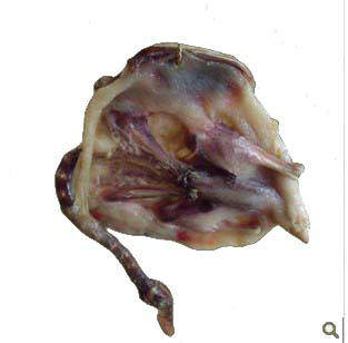 包邮梅川武穴两路大金板鸭自然放养 黄冈蕲春黄梅湖北特产东哥