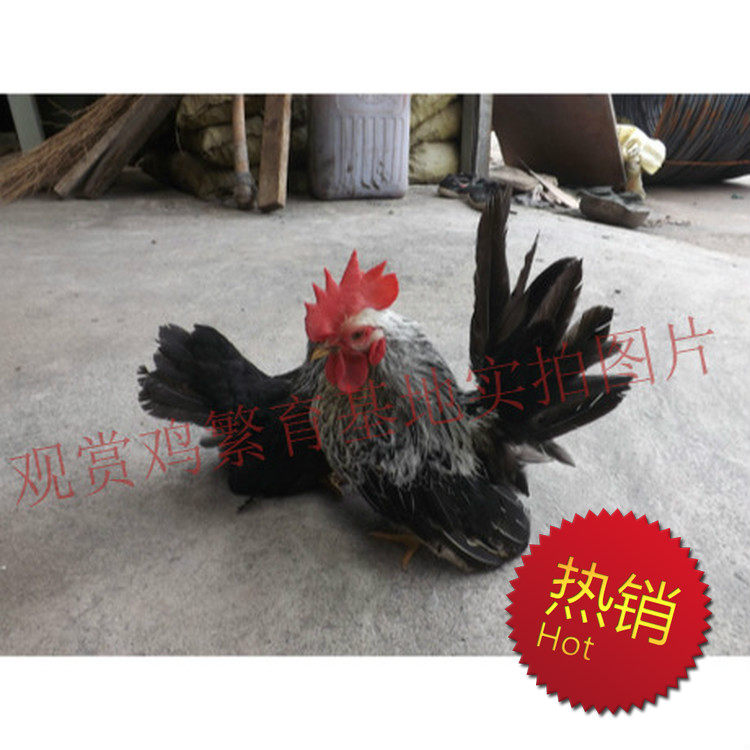 黑银观赏鸡,元宝鸡,2个月 500一对