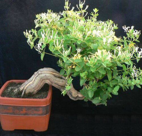 阳台盆栽金银花盆景树桩品种