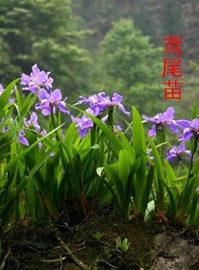 家园苗圃蝴蝶兰苗 鸢尾苗 紫色兰花又名鸢尾 当年开花苗 繁殖快