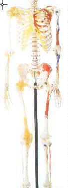 女性全身骨骼附半身肌肉着色附韧带模型A11102/2