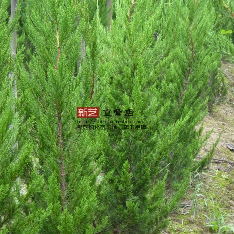 蜀桧蜀侩苗蜀桧树苗塔柏川柏北京桧松柏树苗四季常青绿化树苗