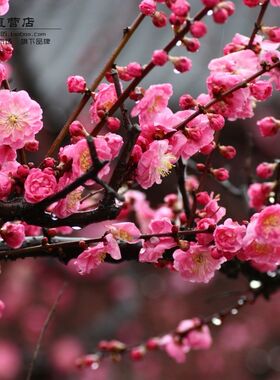 美人梅梅花树苗阳台庭院盆栽绿化