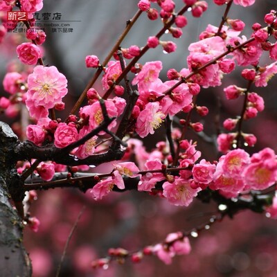 美人梅梅花树苗阳台庭院盆栽绿化