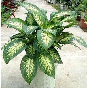 花叶斑马万年青斑叶甲醛克星促销