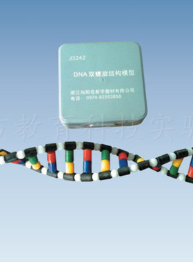 33307 DNA双螺旋结构模型组件 生物实验器材 教学仪器 正品专卖
