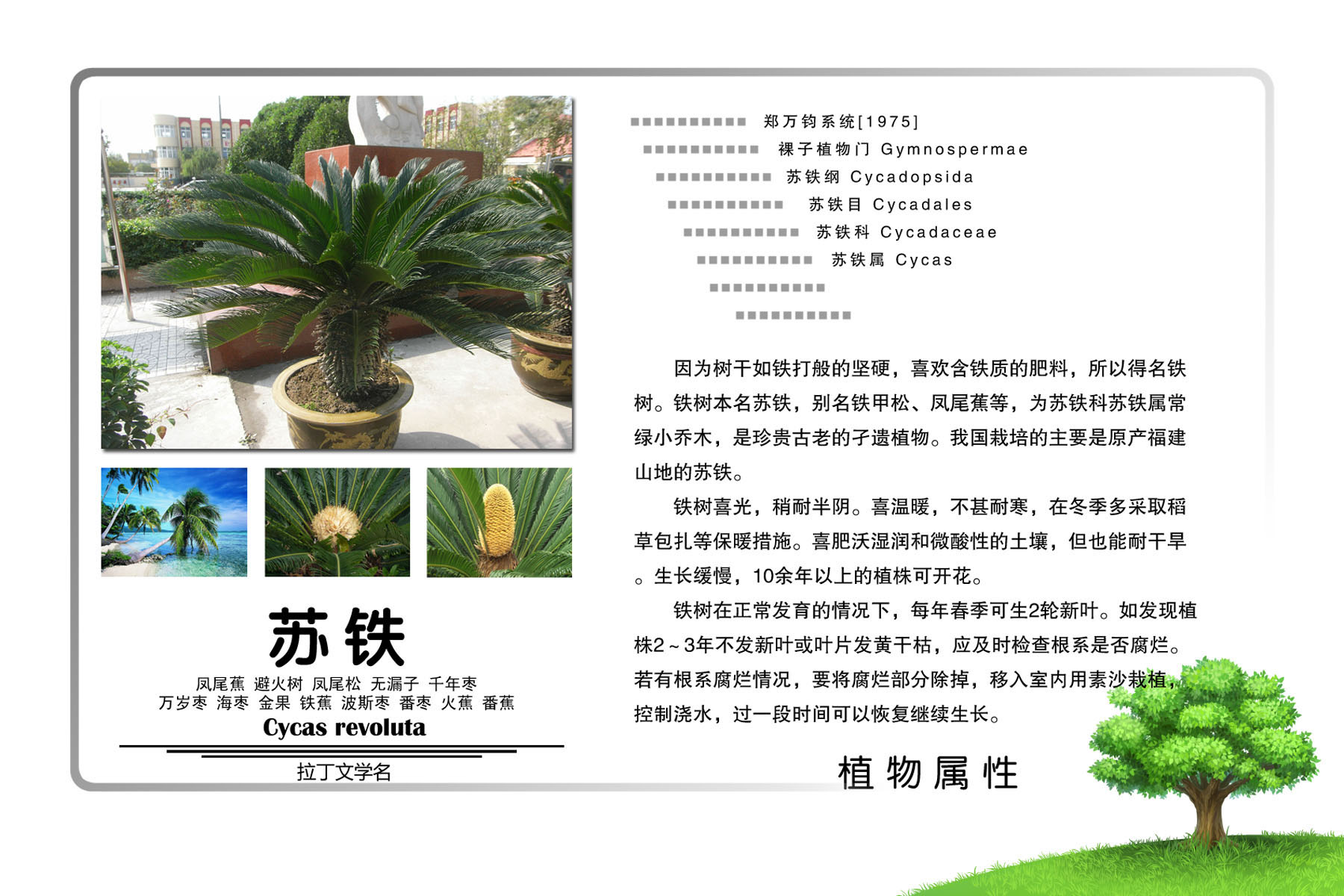 616海报印制海报展板素材679植物介绍苏铁属性