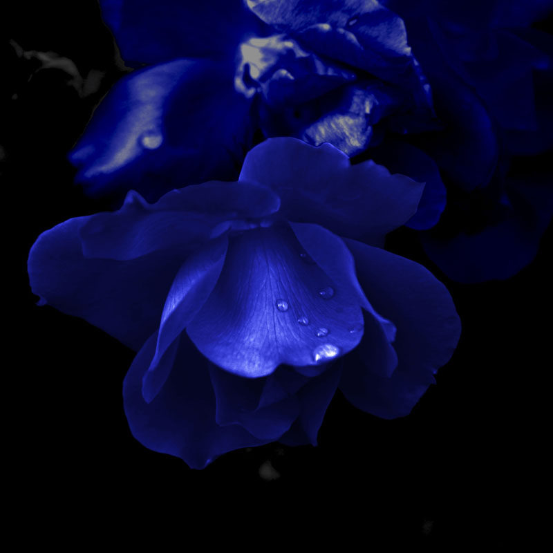 海报印制207-4高清花卉贴纸展板装饰画壁画92宁静忧郁的蓝花卉