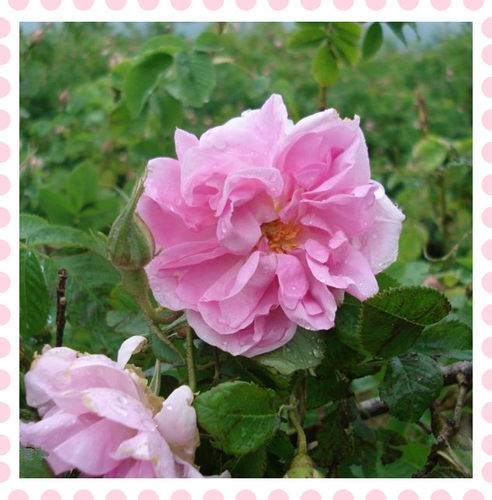 大马玫瑰鲜花做纯露酵素花茶花材