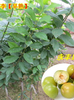 包邮果树苗早熟三华三华李苗三月