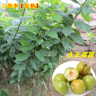 包邮 果树苗 早熟三华李苗 李子苗 三月李苗 嫁接矮化