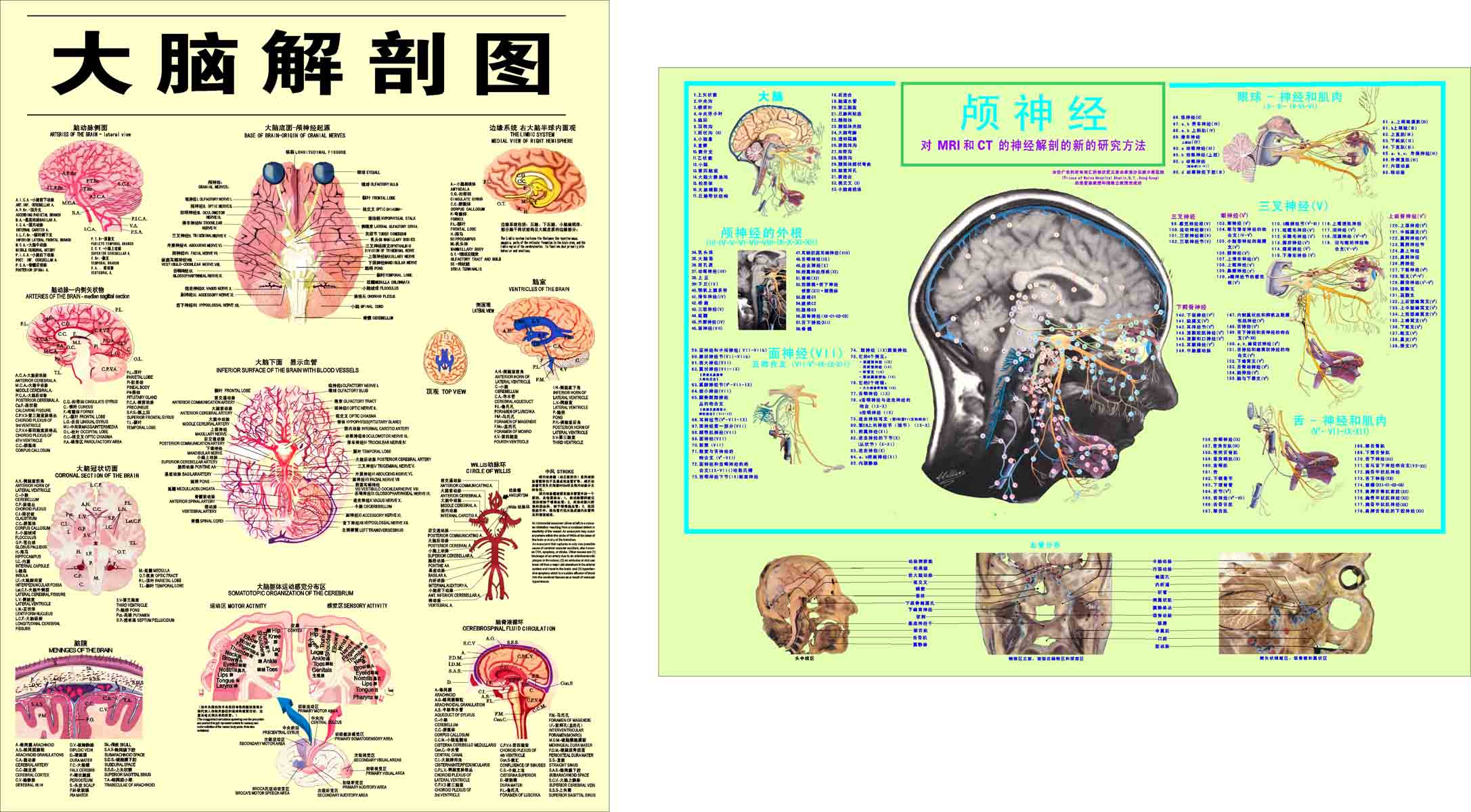 海报印制305素材人体器官展板134大脑解剖图   cdr