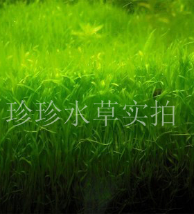 水草挖耳 挖耳草 前景 6X6CM,5x5cm (100%自产）水中叶-珍珍水草