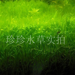 6X6CM 前景 5x5cm 100%自产 珍珍水草 水草挖耳 水中叶 挖耳草