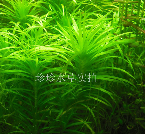 水草新加坡太阳 新太阳 (100%自产)一株-珍珍水草