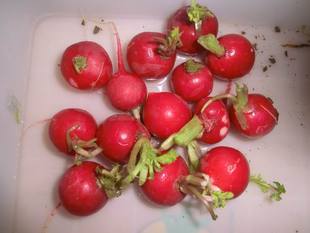 南京产杨花萝卜农家自种新鲜蔬菜樱桃小水果萝卜可带叶子缨子