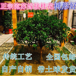 流苏嫁接盆栽桂花树苗状元红丹桂沉香桂朱砂桂日香桂金桂植八月银