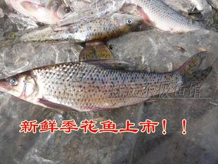 黑龙江东北抚远特产纯江三花之一冷冻鲫花鱼季花4斤顺丰包邮