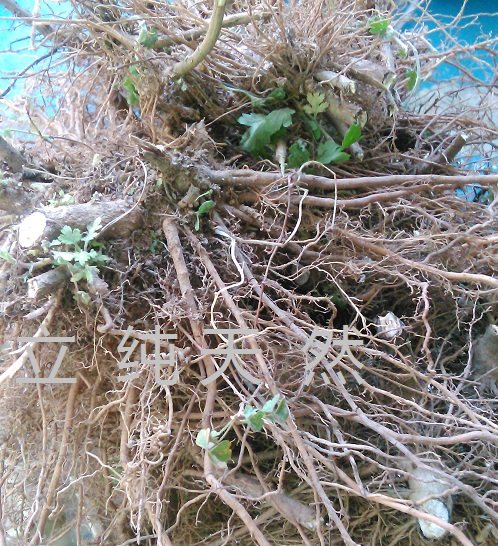 新鲜野菊花根 野菊根湖北麻城山菊根 大别山中药材500克包邮