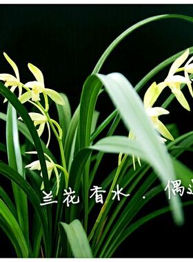 偶遇私家兰花味女士野淡雅淡香水