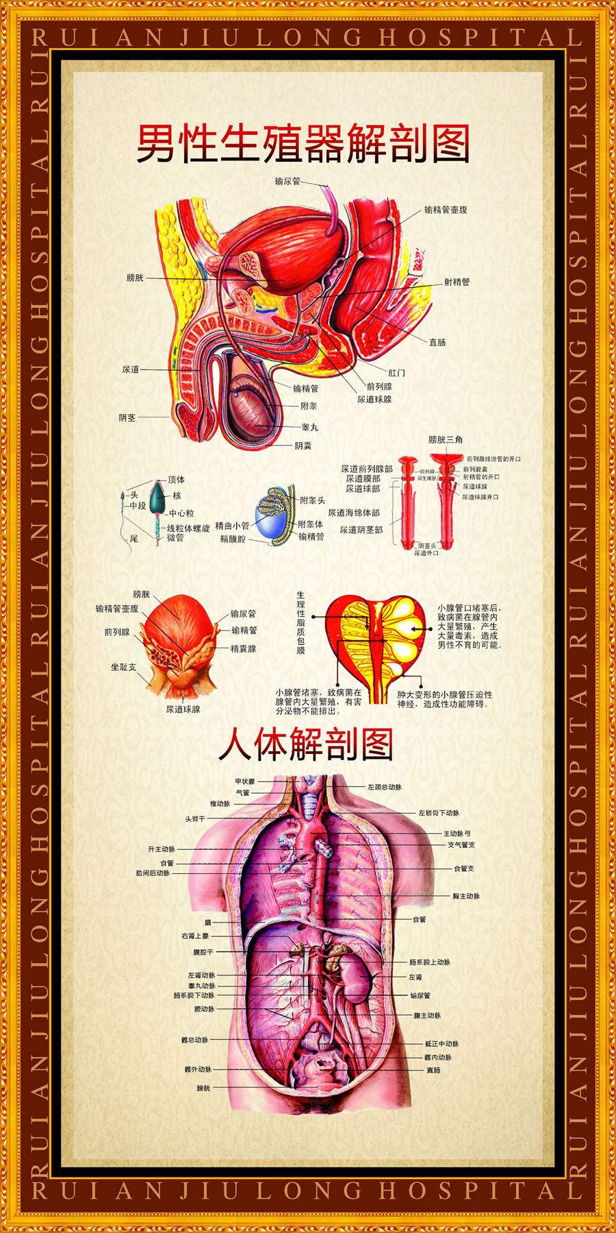 748海报印制展板写真喷绘224医院健康知识宣传之男性生殖器解剖图