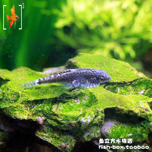 虎纹提琴鼠 琵琶鳅 麦氏吸鳅 4cm左右 原生异形 热带观赏鱼
