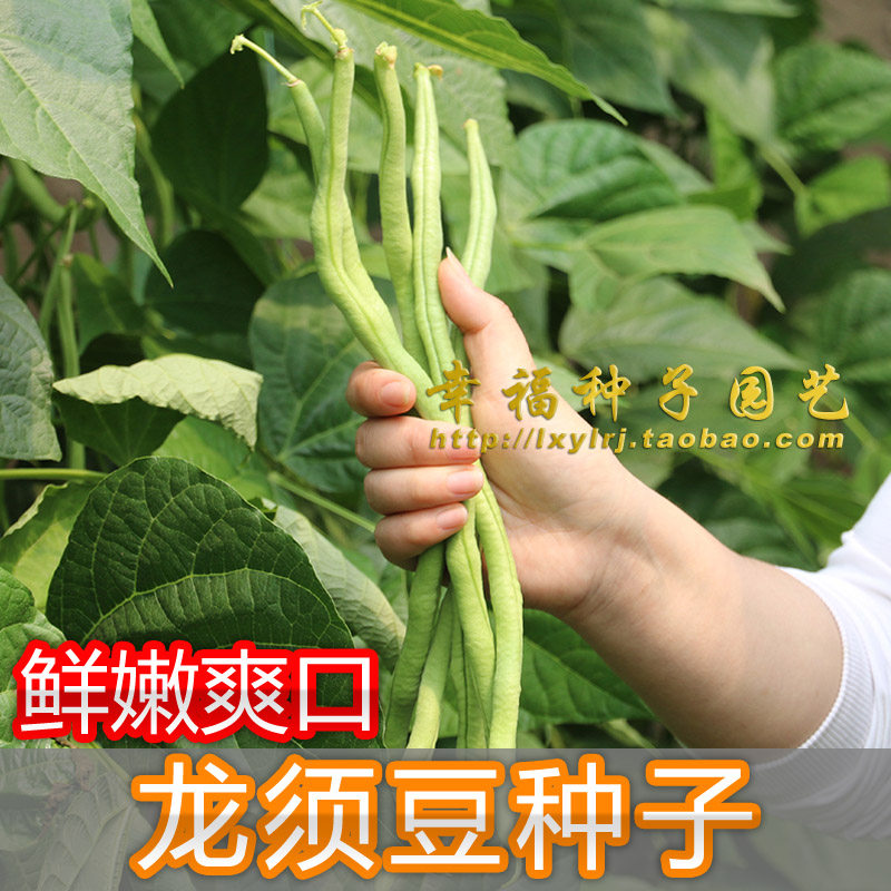 【龙须豆种子】玉豆 四季豆种子 高产 架豆种子春秋播种营养丰富