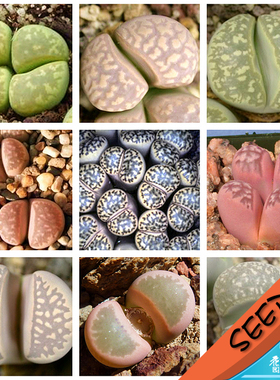 茧形玉混合种子 生石花种子 Lithops marmorata mix 20粒