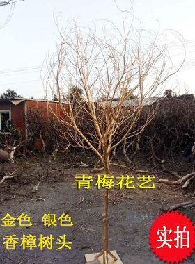 直销喷漆白香樟树天然造型装饰枯树金色银色挂件落地别墅酒店客厅