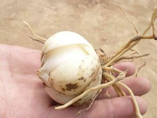 兰州百合种子 种球 三年球