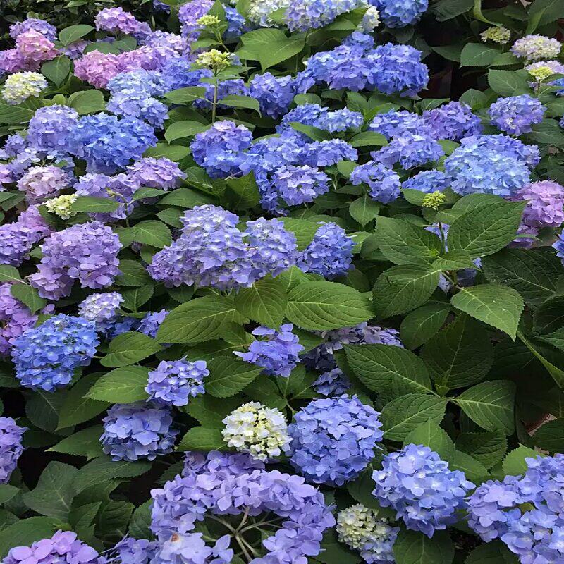 木子家的花园包邮室内盆栽大花绣球八仙花无尽夏花手鞠夏洛特有松