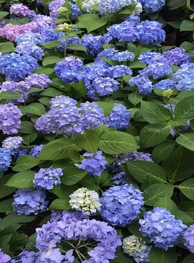 木子家的花园包邮室内盆栽大花绣球八仙花无尽夏花手鞠夏洛特有松
