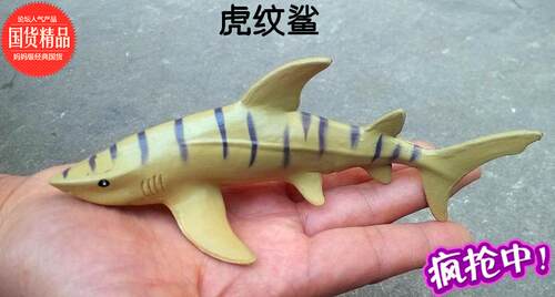 虎纹鲨多少钱 虎纹鲨价格 小麦优选
