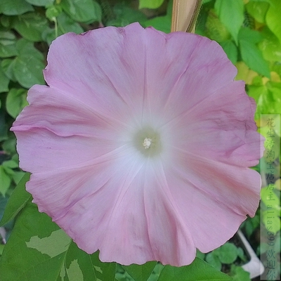 鉴朝颜水沛巨大日本牵牛花攀爬