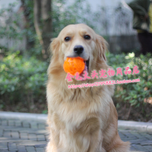 宠物大狗耐咬磨牙球发声玩具金毛萨摩哈士奇拉布拉多斗牛犬牧羊犬