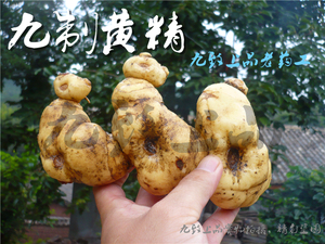 九蒸九制黄精 蒸制鸡头精 熟黄精 炙黄精气血两虚 药食两用 125克