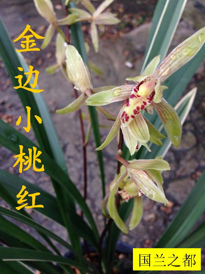 热销建兰金边小桃红带花苞传统春兰蕙兰老八种室内盆栽10苗包邮