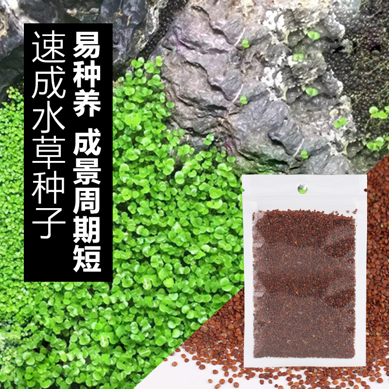 森森水草种子活体水族造景大对叶迷你对叶鱼缸前景草速成草坪种子