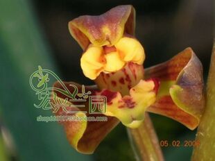 绿植小盆栽兰花苗-名贵兰花 墨兰-闽南大梅室内花卉南靖兰花