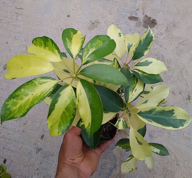 阳台庭院观叶盆栽植物 金斑鹅掌木  叶色鲜艳好看 一株25厘米高