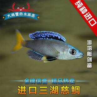 台系 三湖慈鲷 活体 坦鲷 蓝剑沙 尤廷塔剑沙 M湖剑沙 热带鱼