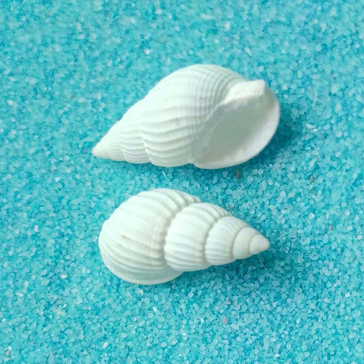 称斤天然小贝壳海螺海星1-3厘米漂流玻璃瓶DIY装饰品配件