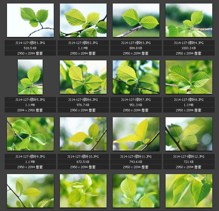 绿叶图片 嫩叶 叶脉 树枝 树荫 嫩芽出土 素材图片图库