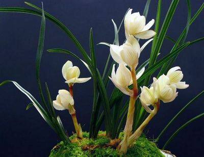 新品兰花 老种莲瓣兰 矮种素荷(素冠荷鼎)3000/苗