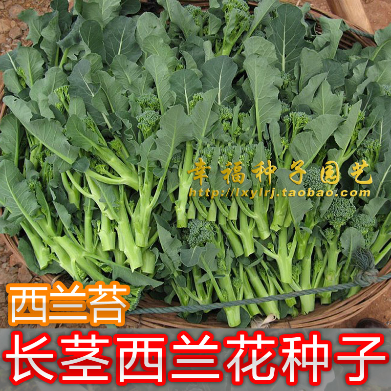【长茎西兰花】西兰苔 甜杆西兰花 芥兰苔种子青花笋 适合阳台种